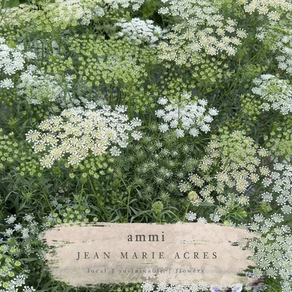 Cut Flower Seedling Pack Ammi