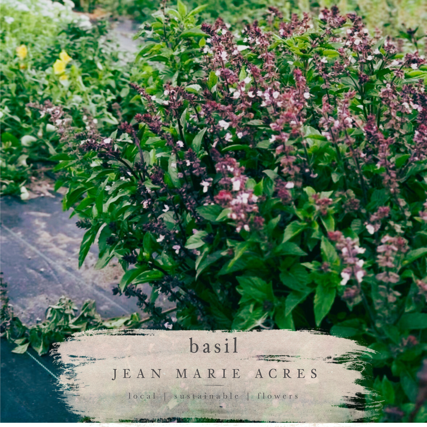 Cut Flower Seedling Pack Cutting Cinnamon Basil