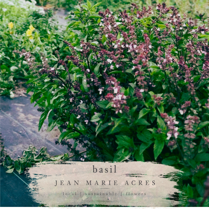 Cut Flower Seedling Pack Cutting Cinnamon Basil