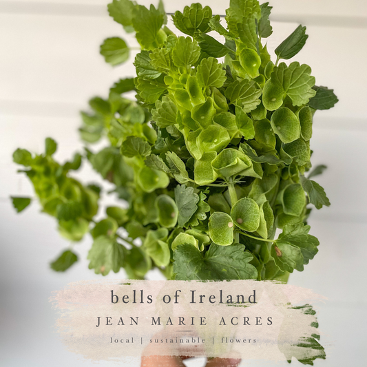 Cut Flower Seedling Pack Bells of Ireland