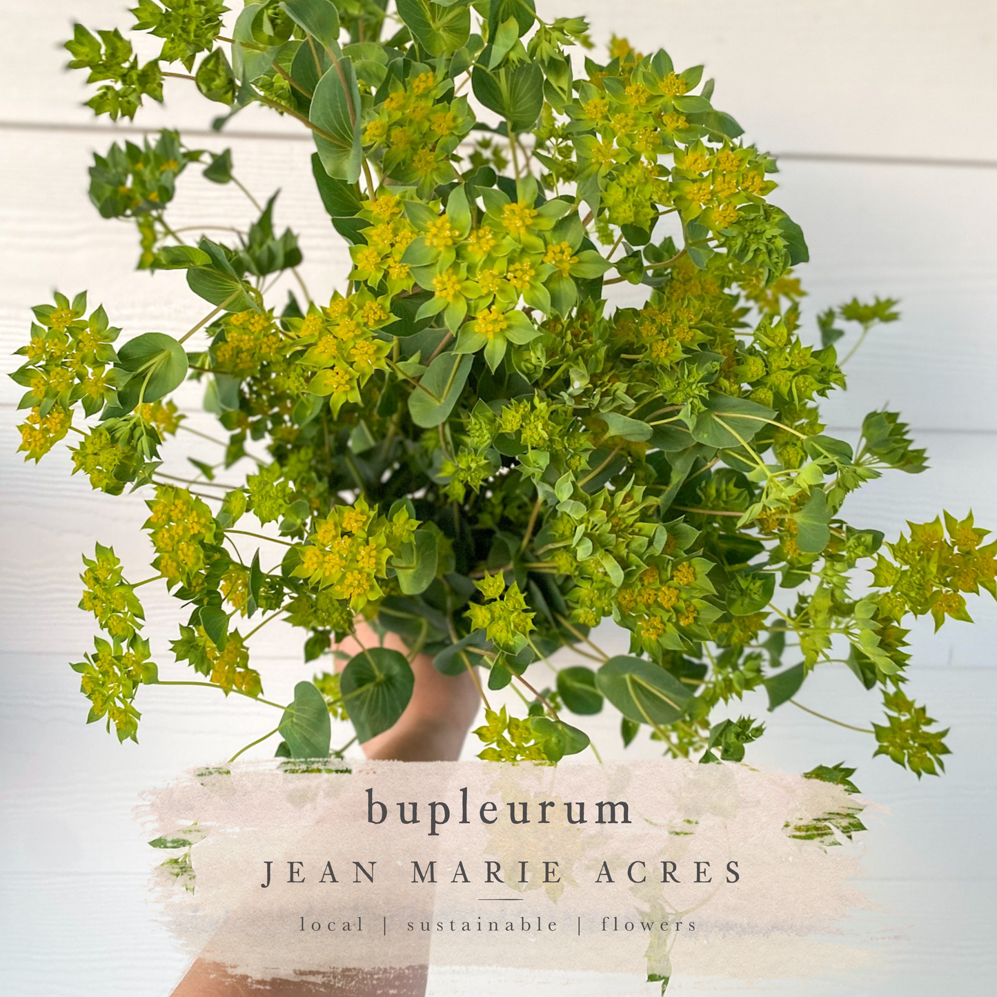 Cut Flower Seedling Pack Bupleurum