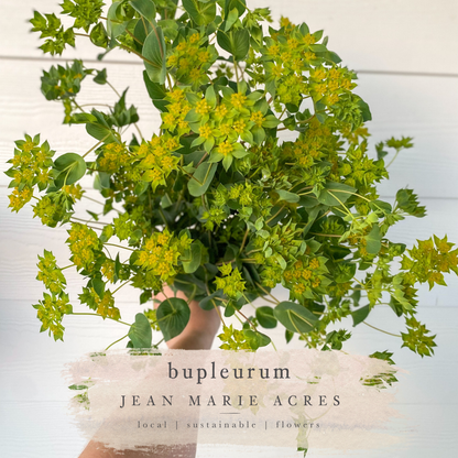 Cut Flower Seedling Pack Bupleurum