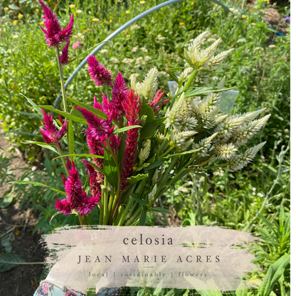 Cut Flower Seedling Pack Celosia