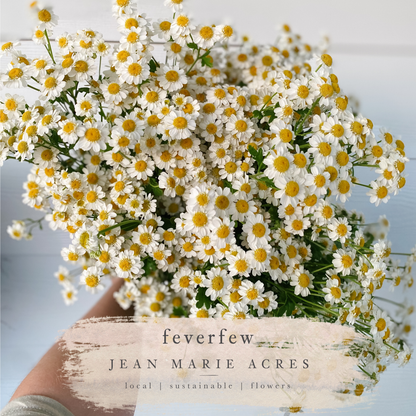 Cut Flower Seedling Pack Feverfew