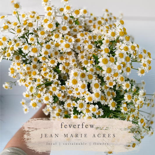 Cut Flower Seedling Pack Feverfew