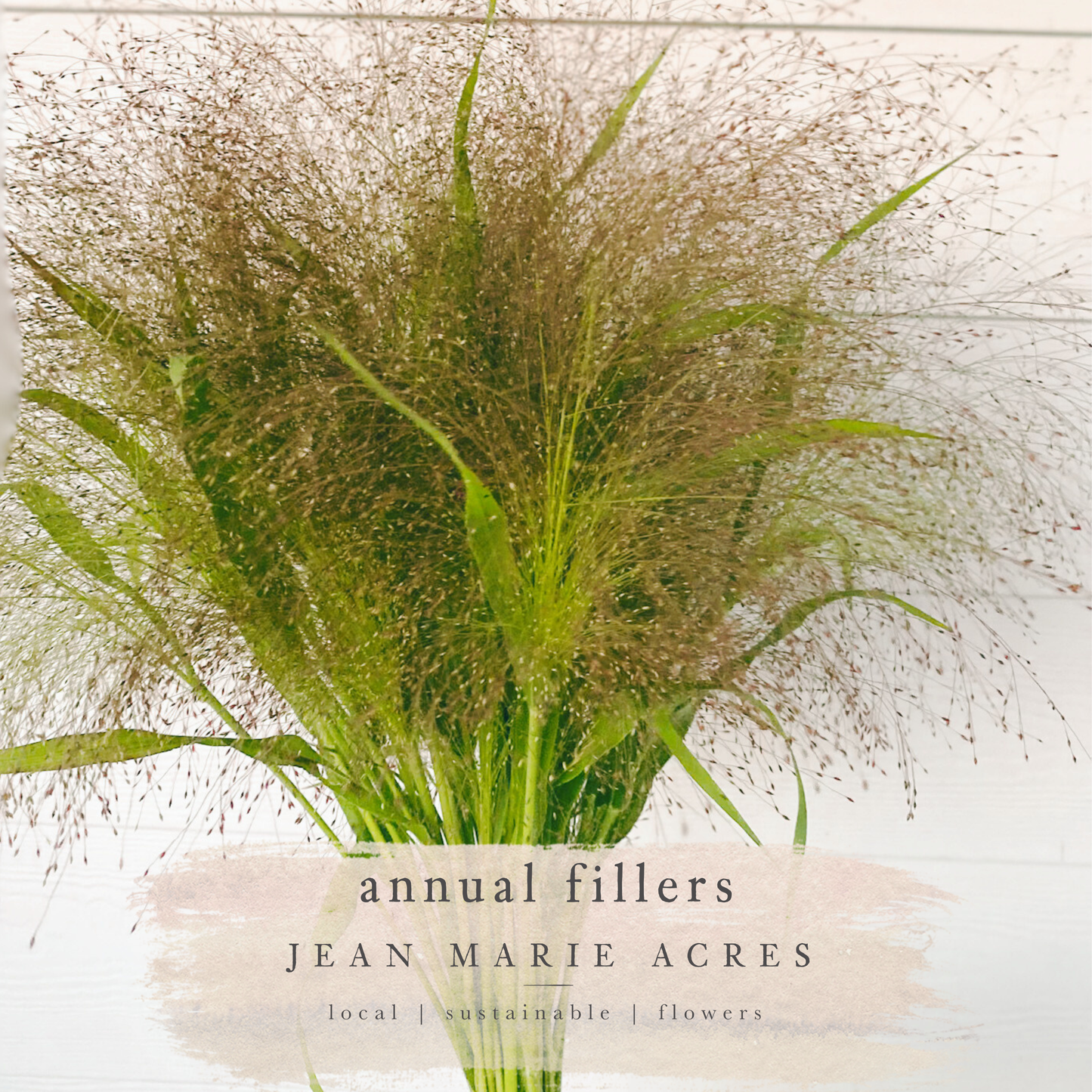 Cut Flower Seedling Pack Frosted Explosion (annual)