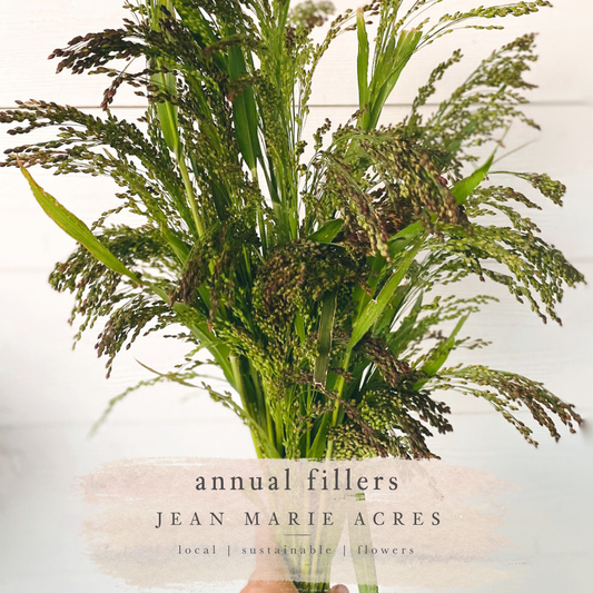 Cut Flower Seedling Pack Green Drops Grass (annual)