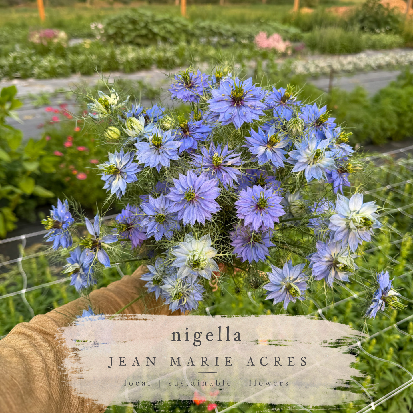 Cut Flower Seedling Pack Nigella