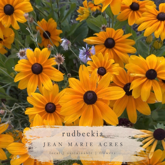Cut Flower Seedling Pack Rudbeckia