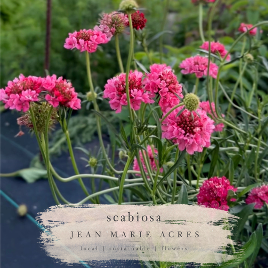 Cut Flower Seedling Pack Scabiosa (Pincushion Flower)