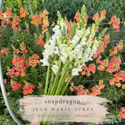 Cut Flower Seedling Pack Snapdragon