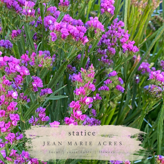 Cut Flower Seedling Pack Statice