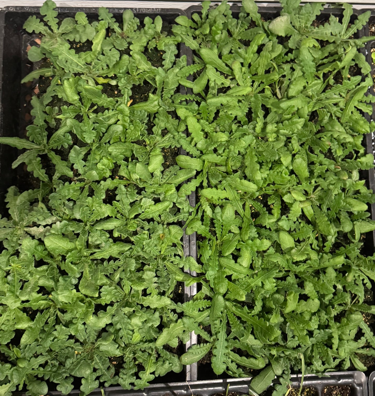 Cut Flower Seedling Pack Zinnia