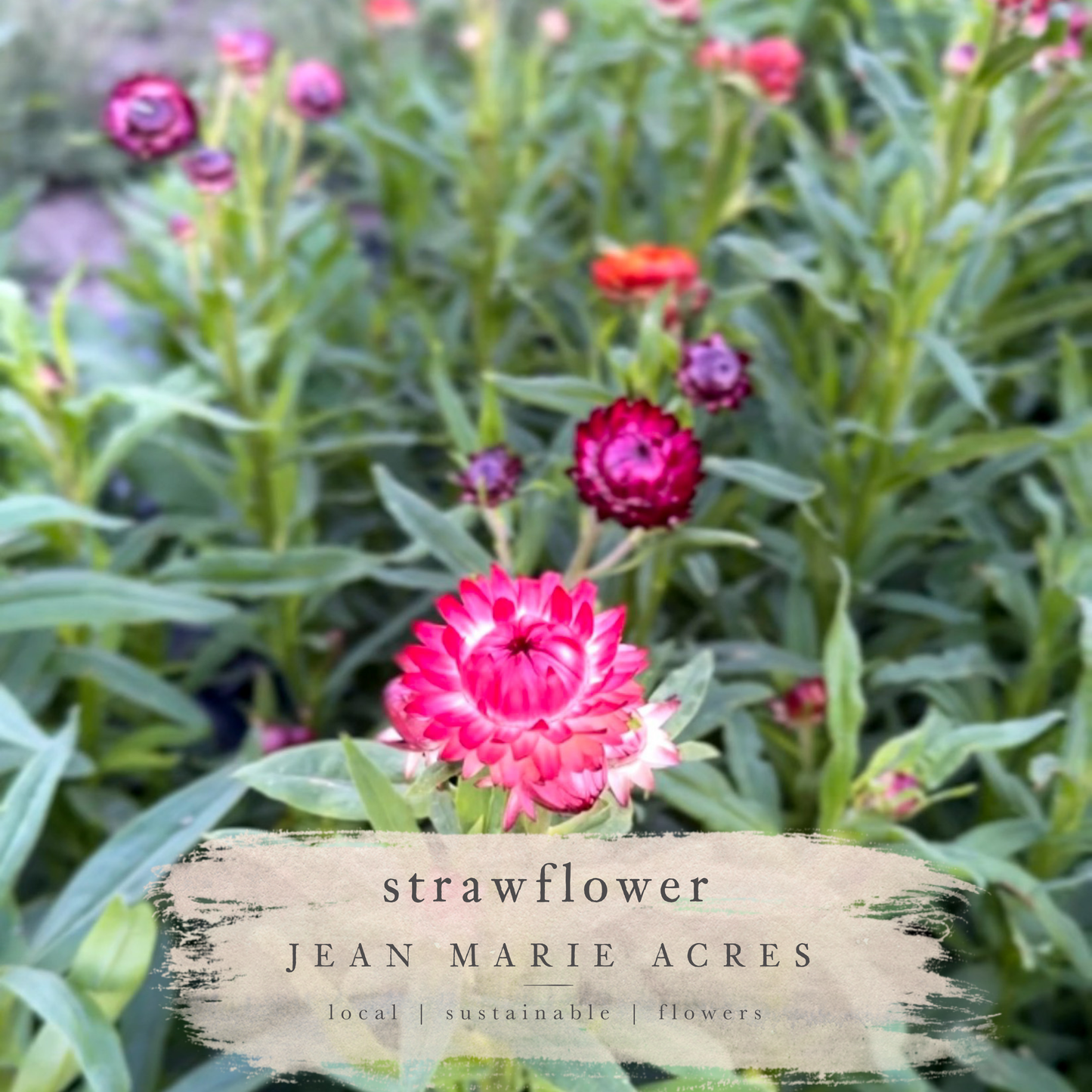 Cut Flower Seedling Pack Strawflower