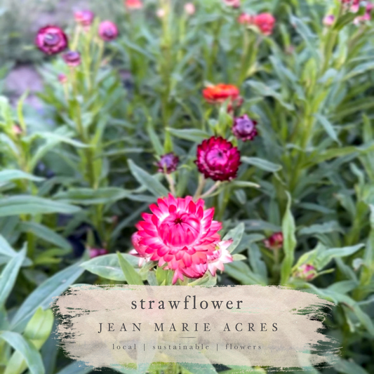 Cut Flower Seedling Pack Strawflower