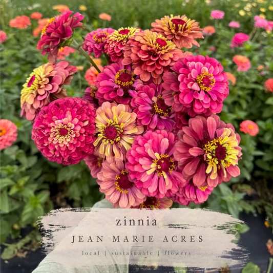 Cut Flower Seedling Pack Zinnia