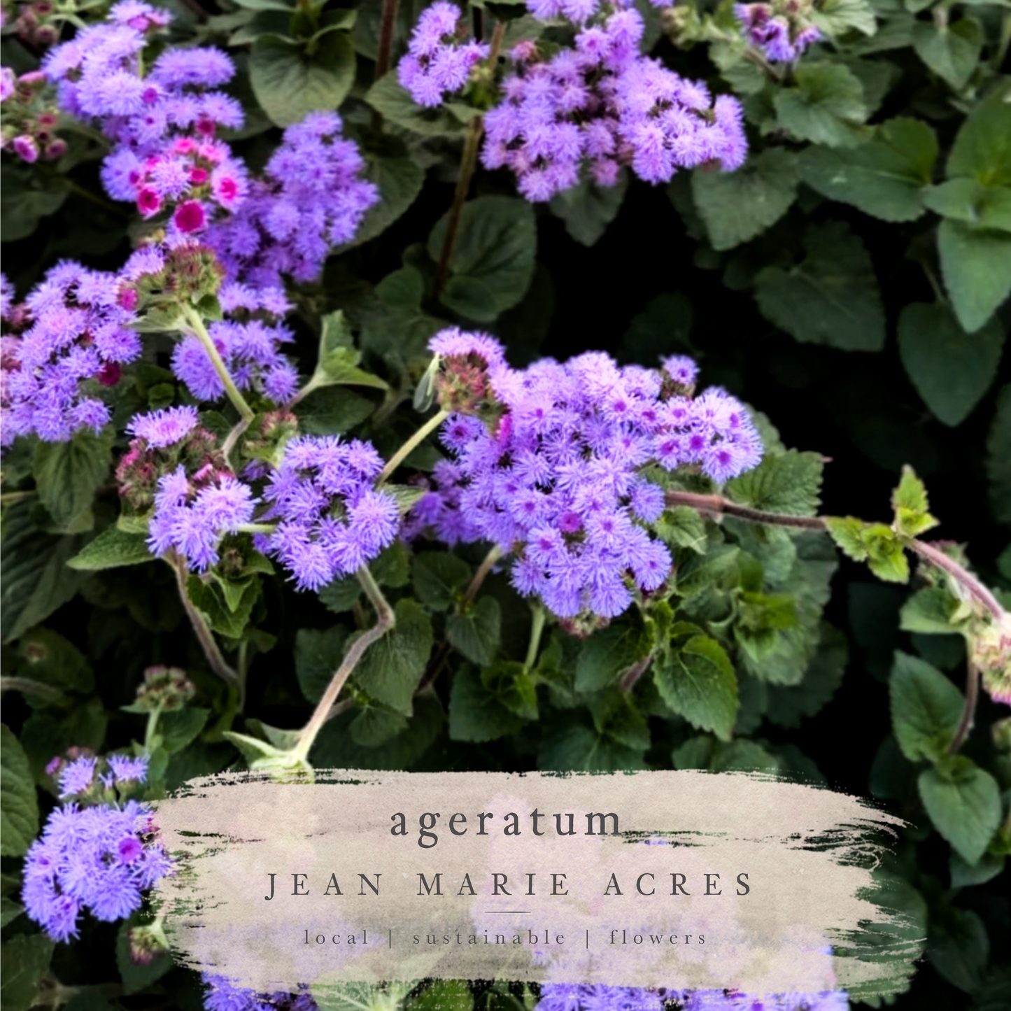 Cut Flower Seedling Pack Ageratum