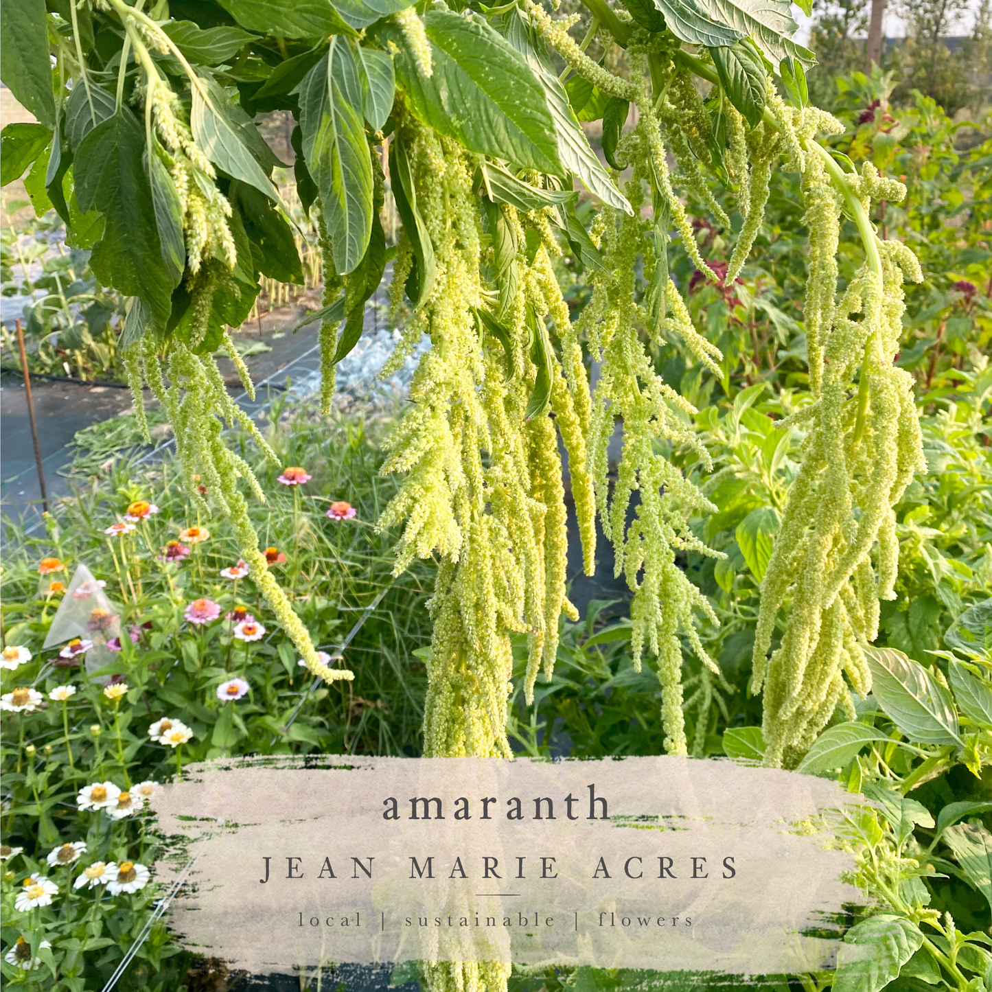 Cut Flower Seedling Pack Amaranth