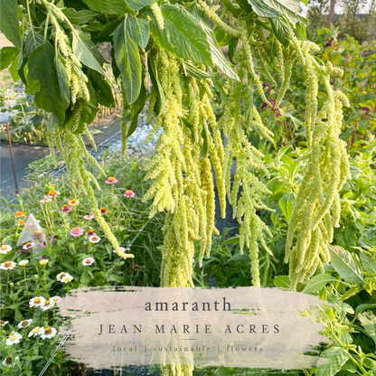 Cut Flower Seedling Pack Amaranth
