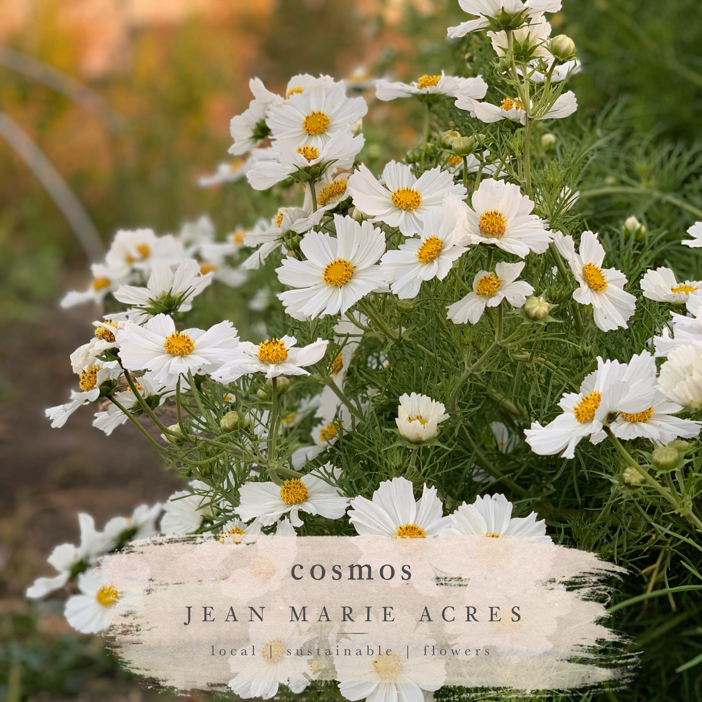 Cut Flower Seedling Pack Cosmos