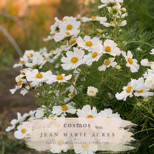 Cut Flower Seedling Pack Cosmos