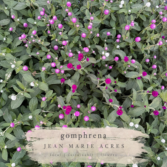 Cut Flower Seedling Pack Gomphrena