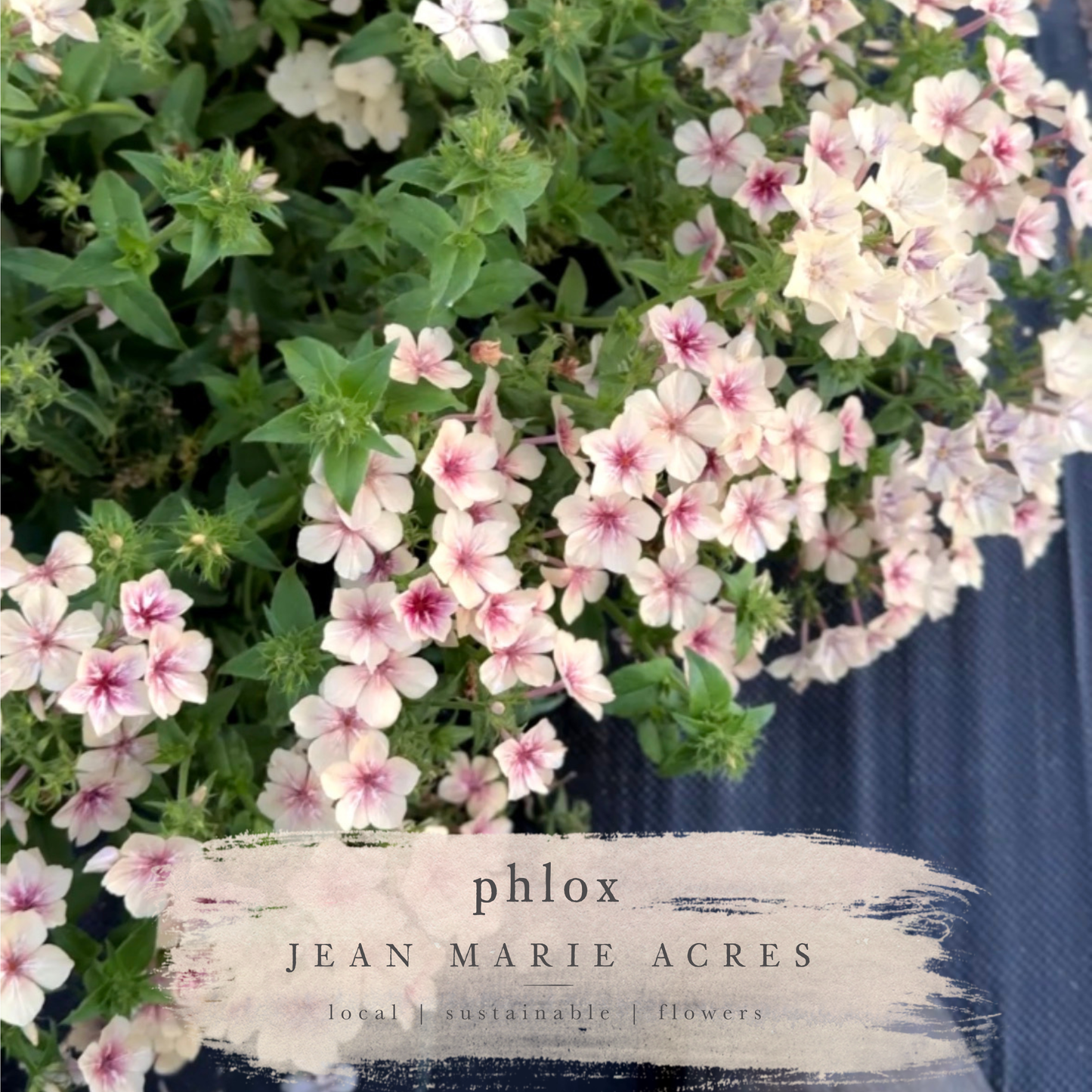 Cut Flower Seedling Pack Phlox